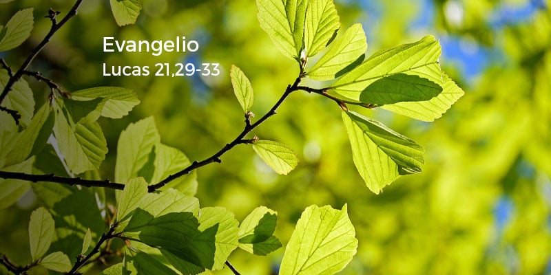 Lucas 21,2933 Misioneros Digitales Católicos MDC